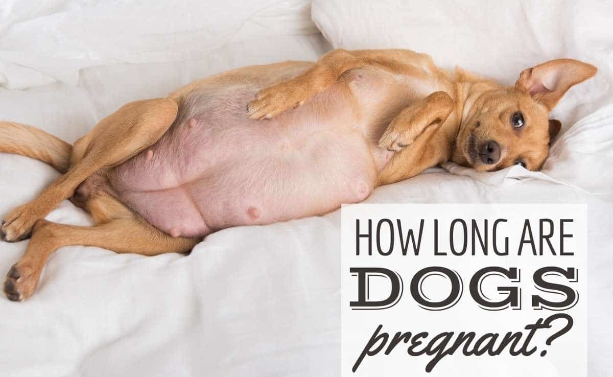 How Long Are Dogs Pregnant?