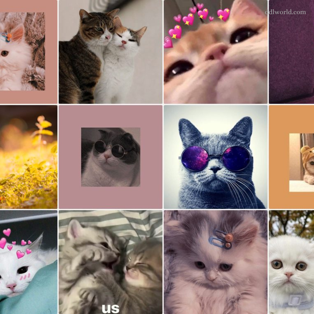 [1956]+ Aesthetic Cat DP Profile HD images